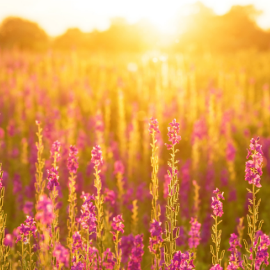 The voice of the Father