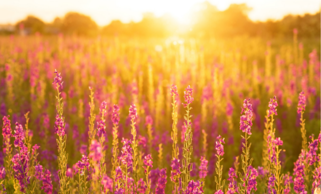 The voice of the Father