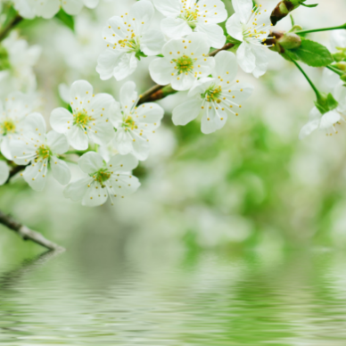 Feast of Irenaeus, Bishop & Martyr