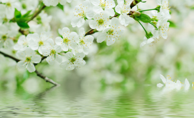 Feast of Irenaeus, Bishop & Martyr