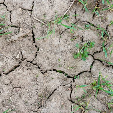 Like a parched land...