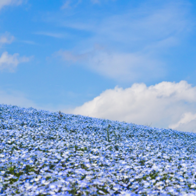 Nativity of John the Baptist