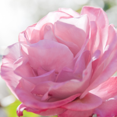 He has filled he hungry