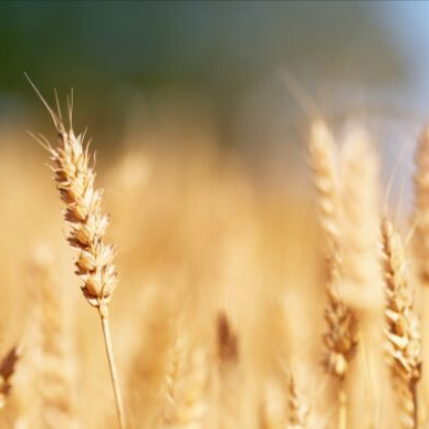 Feast of John Cassian, Abbot