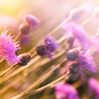 In Him our hearts rejoice!