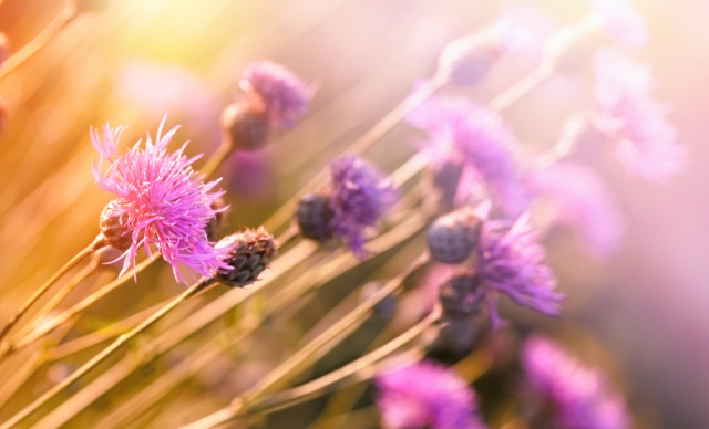 In Him our hearts rejoice!