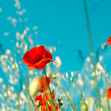 Feast of Aquila & Priscilla