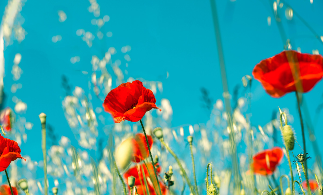 Feast of Aquila & Priscilla