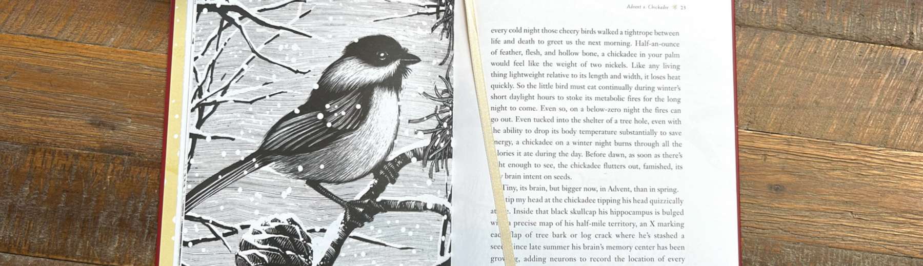 Advent 21 | Eastern Fox Squirrel