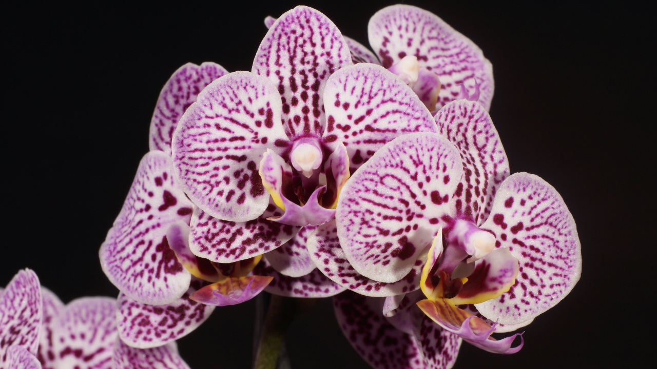 The Proper for the Liturgy of the Hours