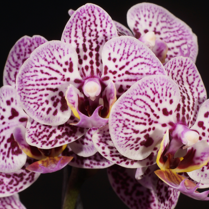 The Proper for the Liturgy of the Hours