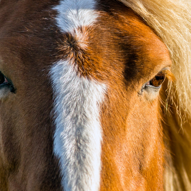 7 Ways that Horses Speak of God