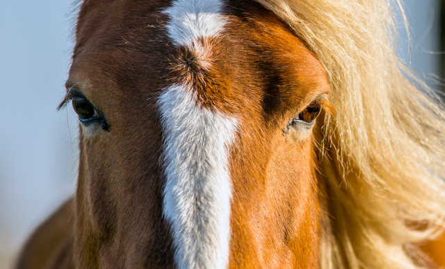 7 Ways that Horses Speak of God