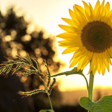 Grateful for your call