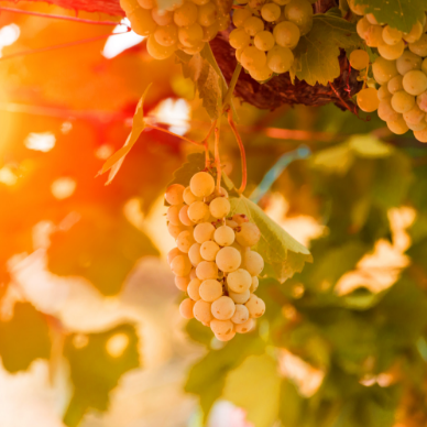 Glory Will Shine Through