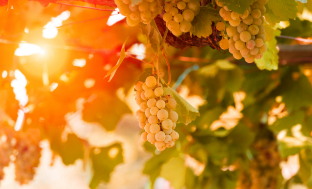 Glory Will Shine Through