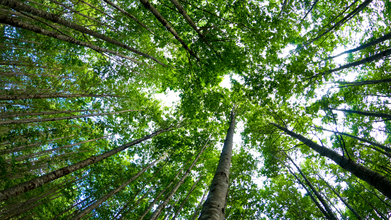 Getting to Know the Saints