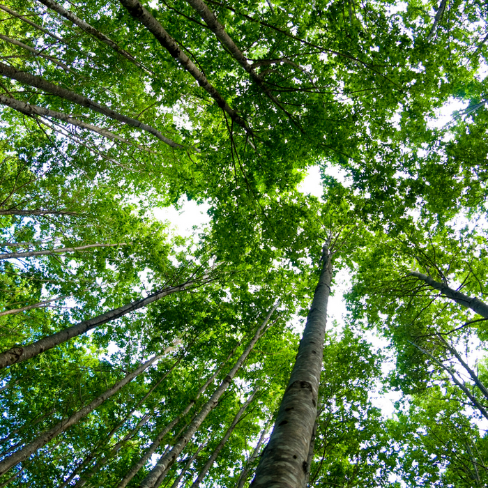 Getting to Know the Saints