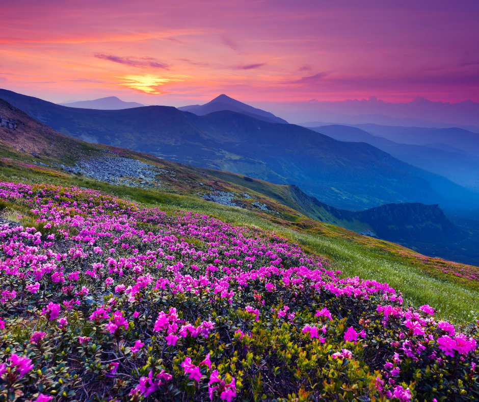 Finding Joy and Gratitude in Challenging Times