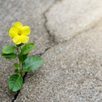 Feast of Mary, Martha & Lazarus