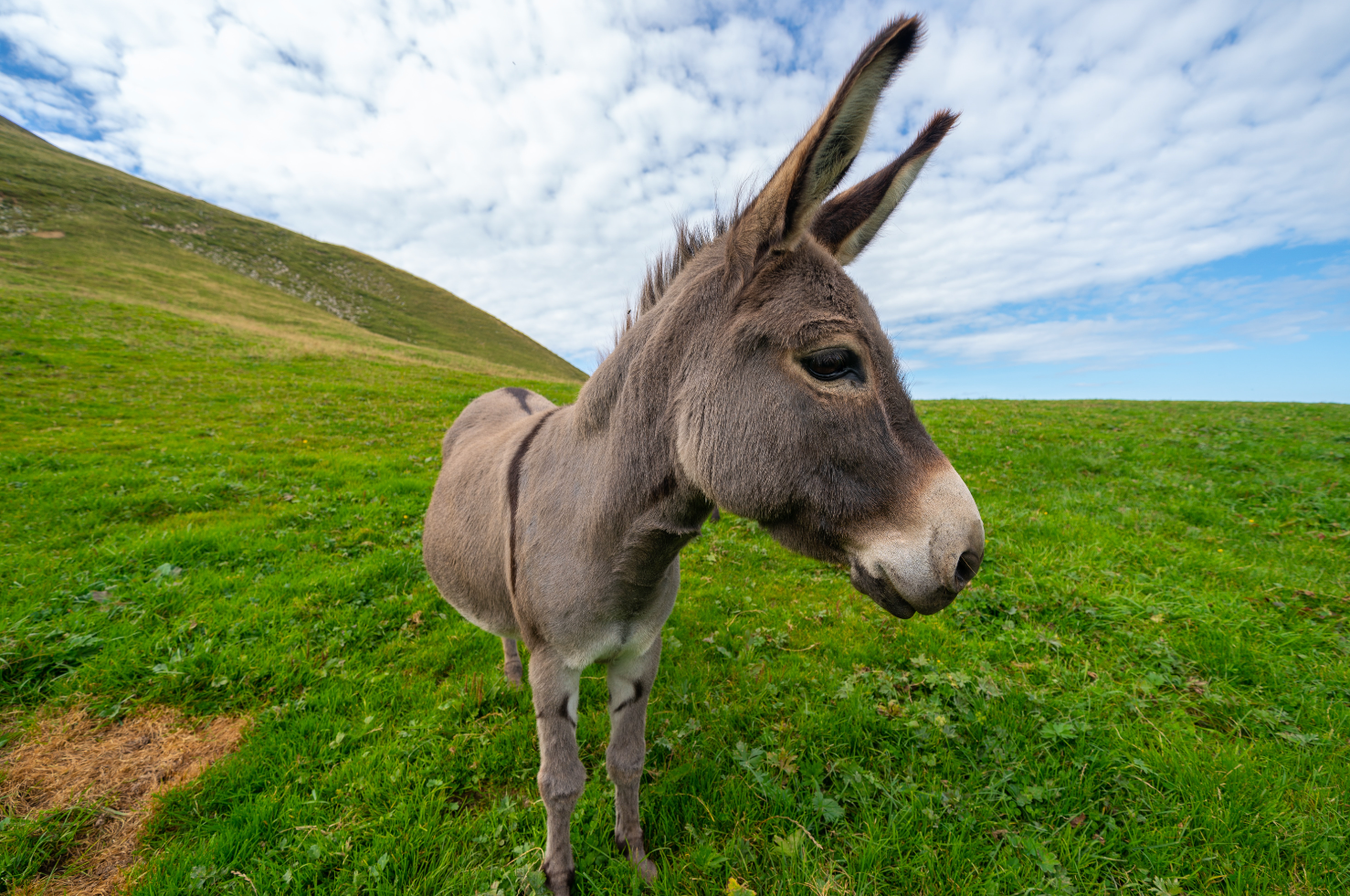 What a Donkey Taught Me About Humility