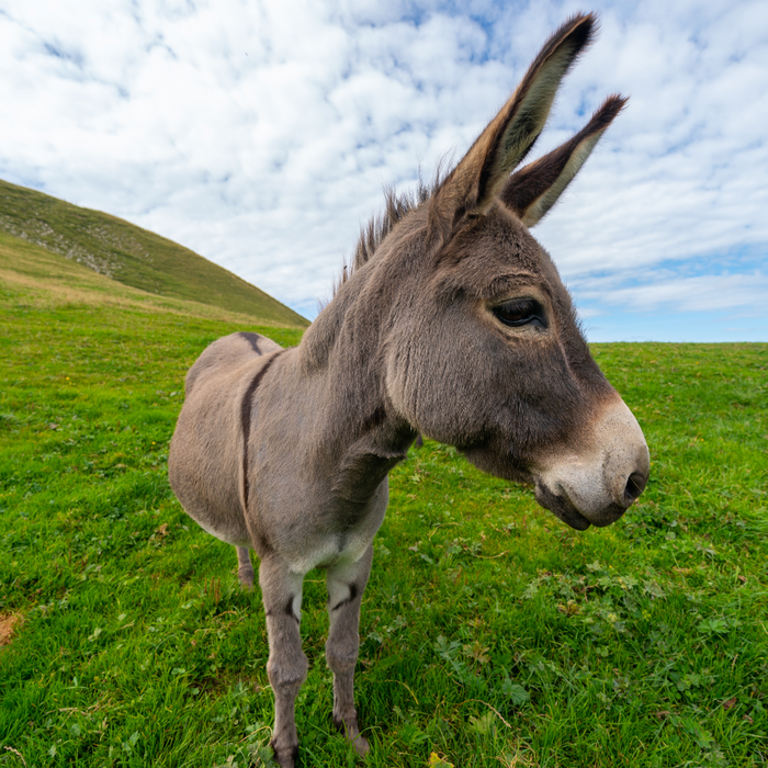 What a Donkey Taught Me About Humility