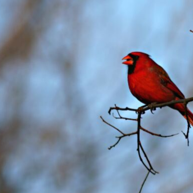 Sing praises to the Lord