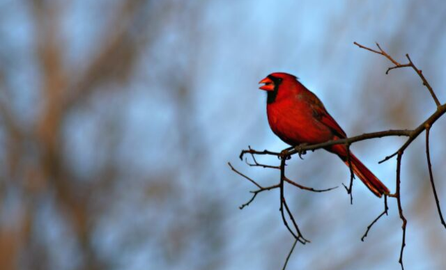 Sing praises to the Lord