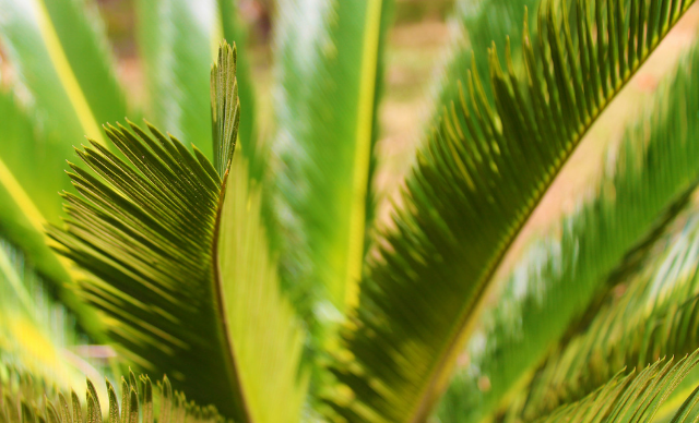 A Holy Week Reflection for PALM SUNDAY