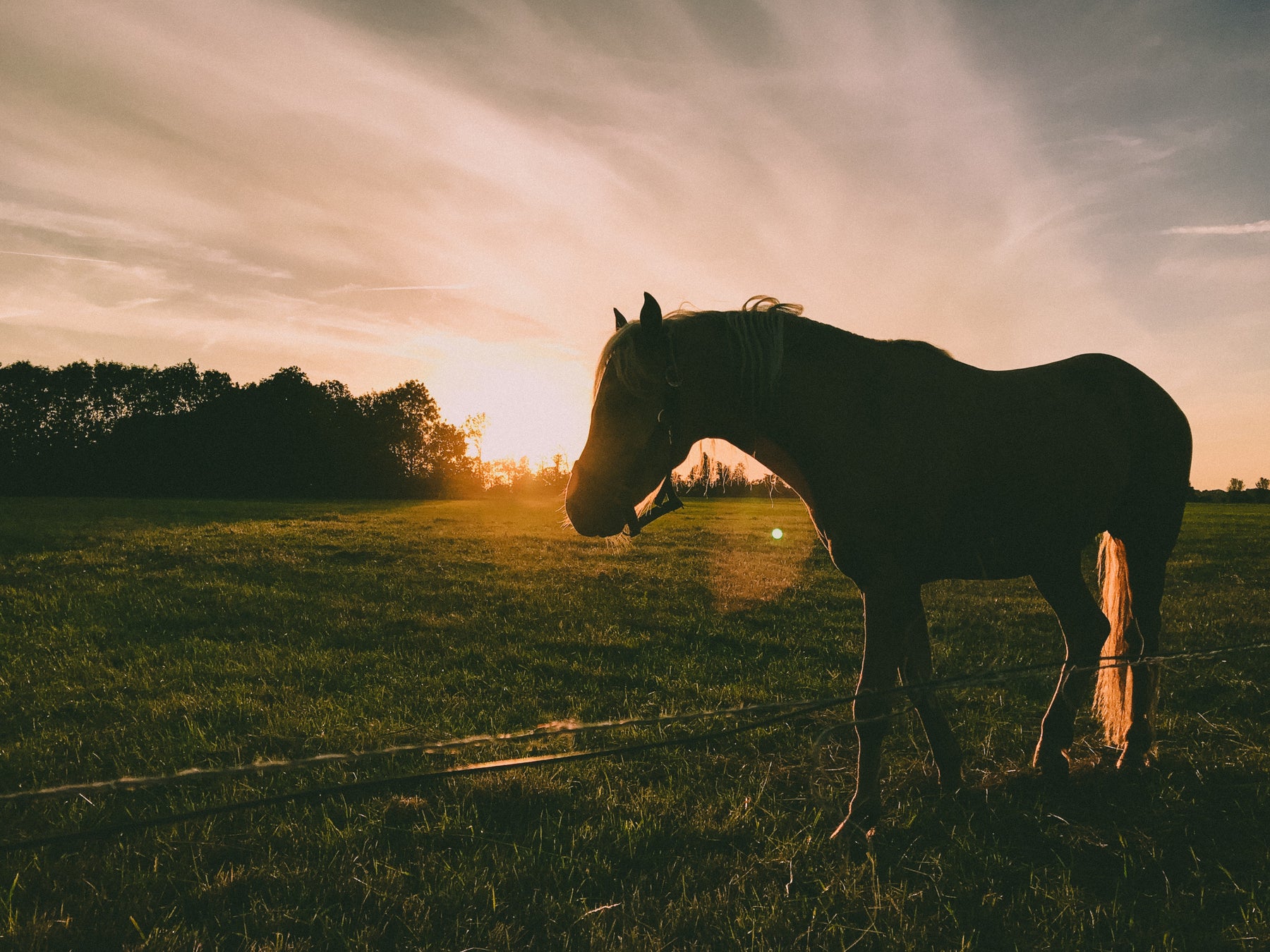 The Language of Healing