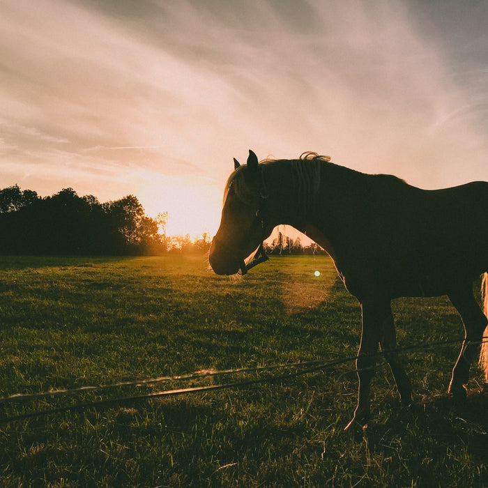The Language of Healing