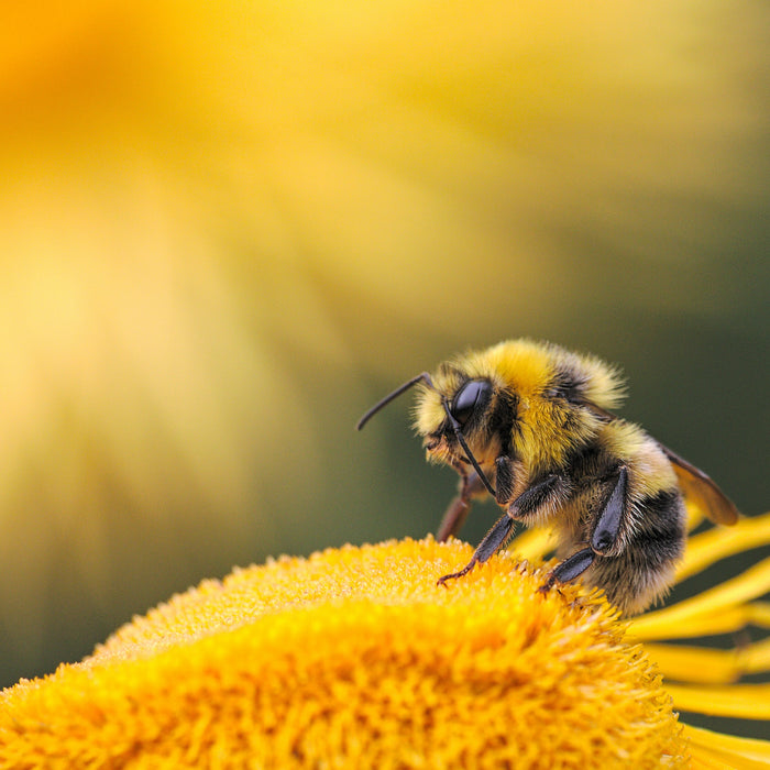 Honey Bee from “All Creation Waits”
