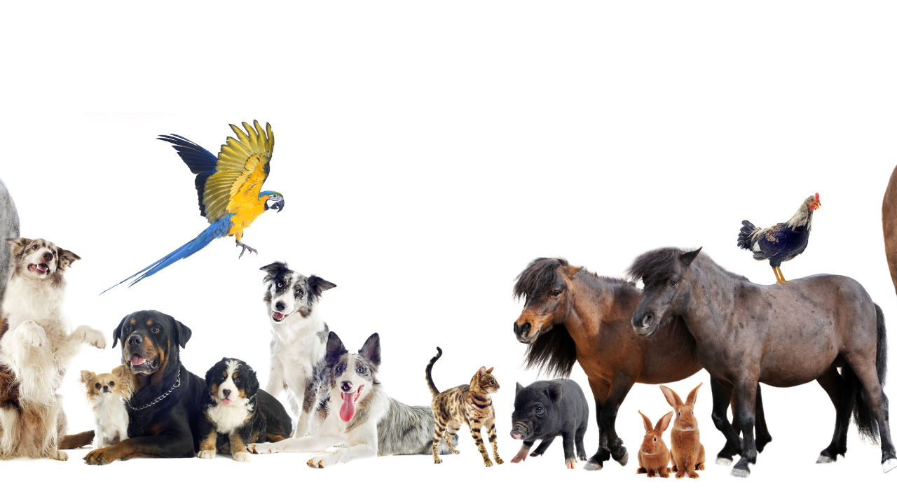 For Animal Lovers at Heart