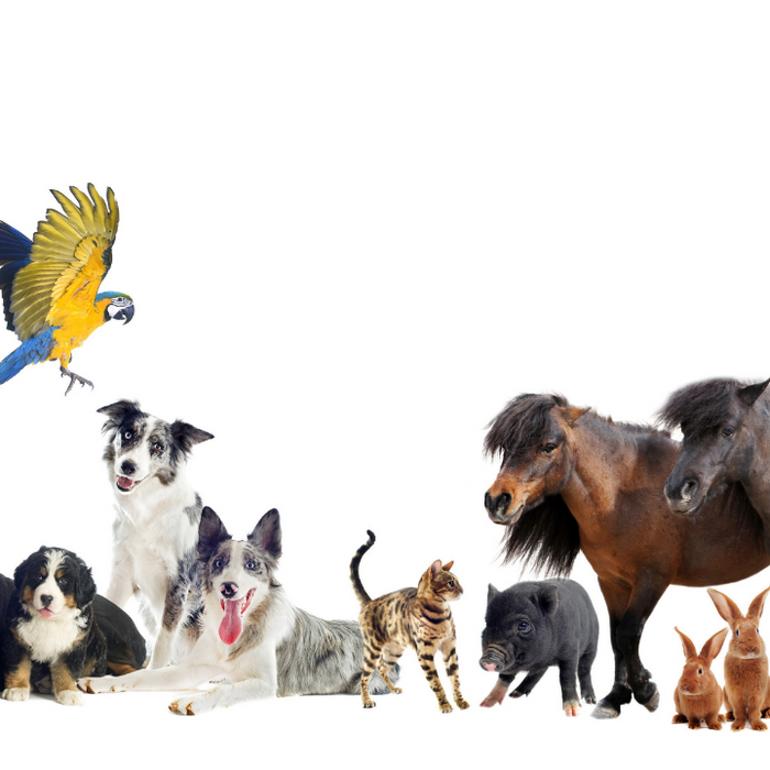 For Animal Lovers at Heart