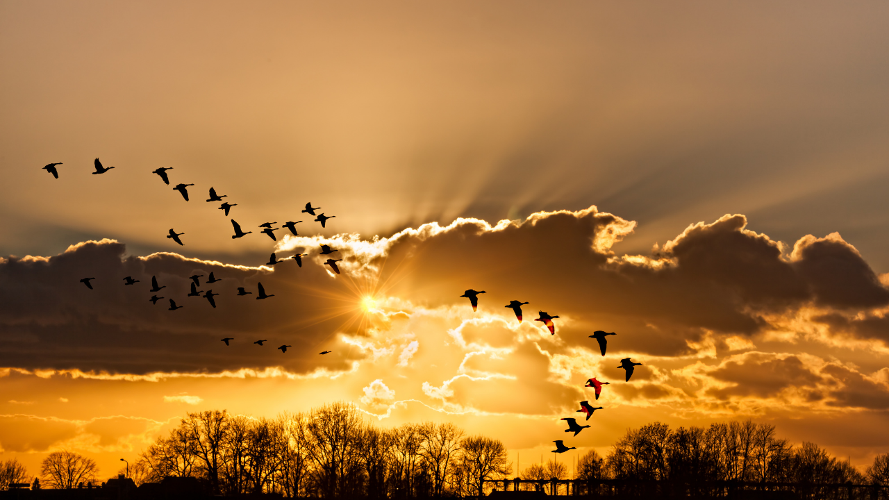 A Kind of Wonder Reveals Itself