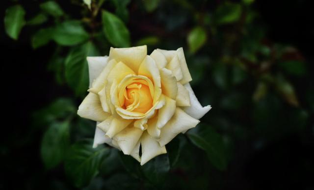 Feast of Boniface, Missionary & Martyr