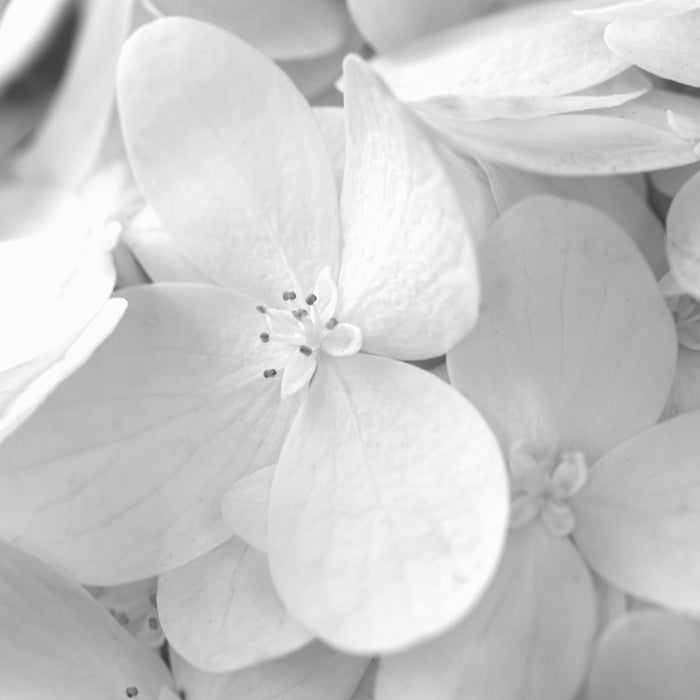 Feast of Justin, Martyr